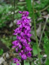 11_Manns-Knabenkraut_Orchis_mascula_wo