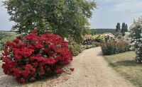 1_-_Impressionen_aus_dem_Rosenpark