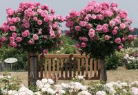 2_-_Impressionen_aus_dem_Rosenpark