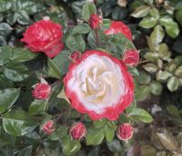 3_-_Impressionen_aus_dem_Rosenpark