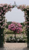 4_-_Impressionen_aus_dem_Rosenpark