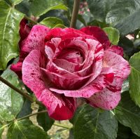 5_-_Impressionen_aus_dem_Rosenpark