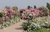 6_-_Impressionen_aus_dem_Rosenpark