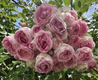 7_-_Impressionen_aus_dem_Rosenpark