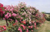 9_-_Impressionen_aus_dem_Rosenpark