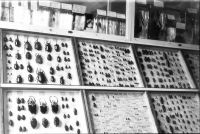 21_Käfersammlung
