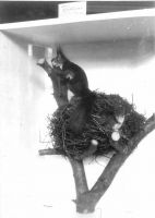39_Eichhörnchen_Kobel