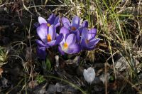 Krokus_ER