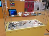 c_Vitrine2_Muscheln_KH