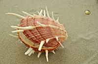 e_Stachelauster_SpondylusRegius_ER