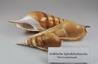 g_ArabischeSpindelschnecke_TibiaInsulaechorab_ER