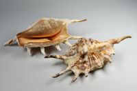 j_GemeineSpinnenschnecke_LambisLambis_ER