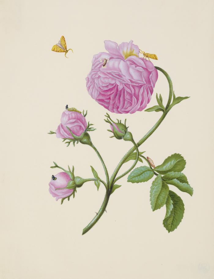 st presse merian buschrose lithoneu web