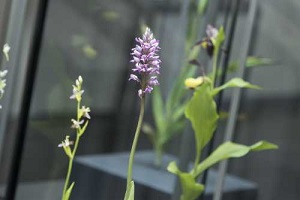 museumwiesbaden ausstellungsansicht orchideen