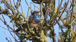 blaukehlchen ott