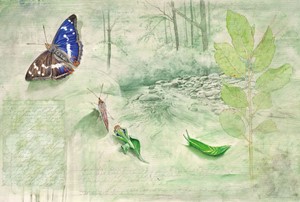 wiesb schmetterling