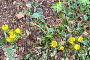 winterlinge