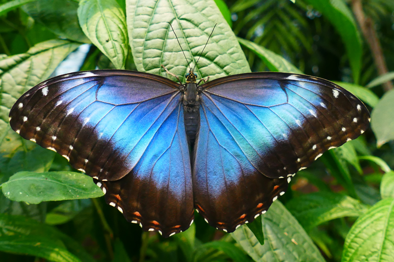 Himmelsfalter (Morpho peleides), einer der in der Slideshow gezeigten Schmetterlinge © Dr. Hilke Steinecke
