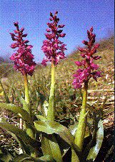 Orchideen in Hessen