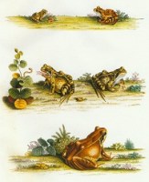 Maria Sibylla Merian und ihr Einfluss auf das Werk von August Johann Rösel von Rosenhof