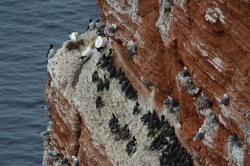 Helgoland