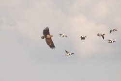 Vögel in Kunst, Kultur und Kommerz