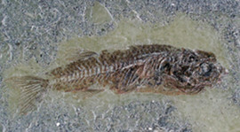 Ährenfisch