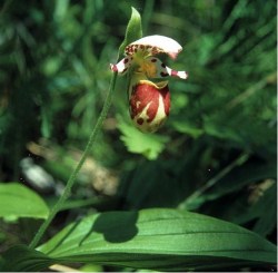 Botanische Reise nach Russland