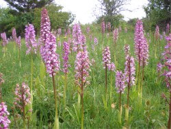 frauenschuh himmelsscheibe und bienenfresser