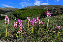 Wanderung im Naturpark Monti Sibilini