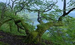 Der Nationalpark Kellerwald-Edersee und seine Umgebung