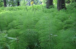 Quellenwanderung