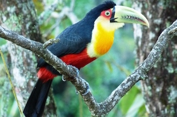 Red Breasted Tukan