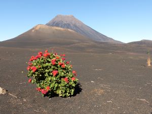 Steinecke CaboVerde