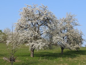 20180506 WehrHofmann