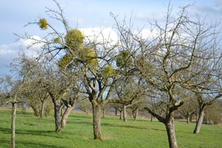 20181006 Seidenschwann