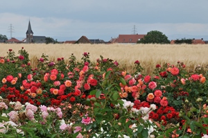 20200711 RosenfelderSteinfurth
