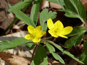 Windroeschen