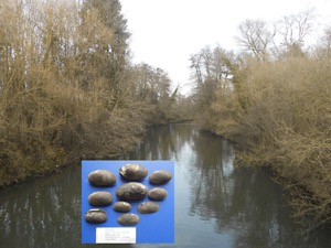 Flussmuscheln in der Kinzig - Dr. Hasko F. Nesemann