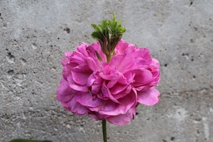 Durchwachsene Rose  © Dr. Stefan Schneckenburger