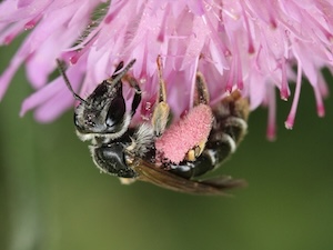 Knautien-Sandbiene auf einer Acker-Witwenblume © Helge Schröder