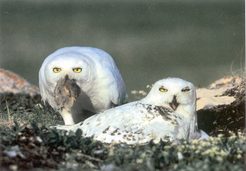 Schneeeulen mit Lemming © Gilg-Sabard