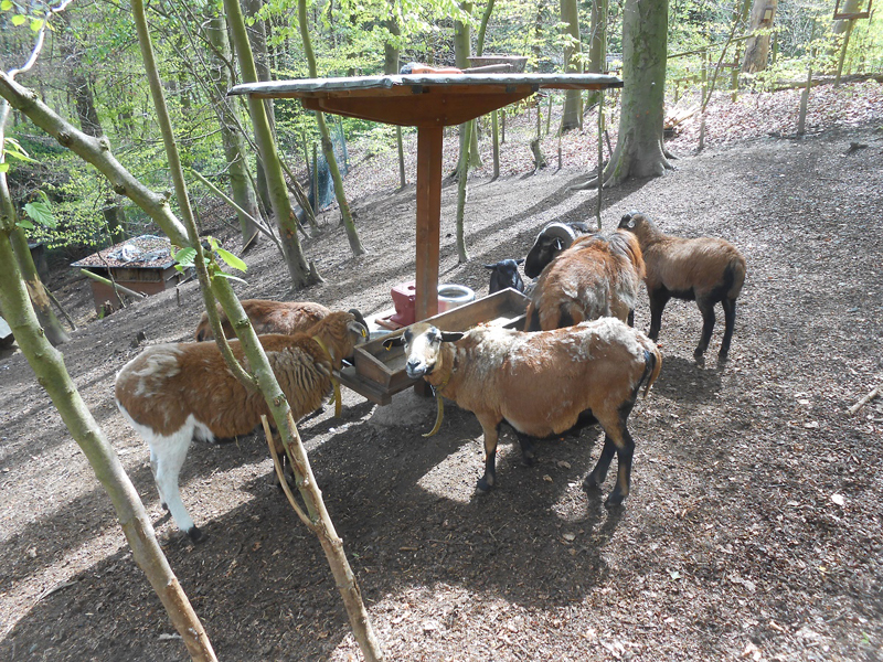 Kamerunschafe im Hofheimer Waldgarten © Dr. Hasko Nesemann Kamerunschafe im Hofheimer Waldgarten © Dr. Hasko Nesemann