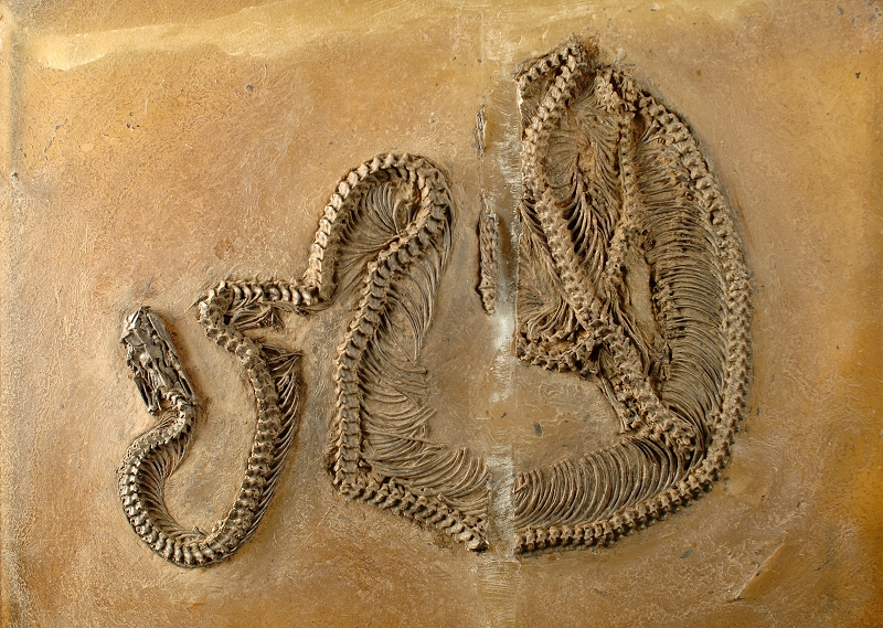 Schlange Eoconstrictor fischeri aus dem eozänen Ölschiefer der Grube Messel © Senckenberg Forschungsinstitut und Naturmuseum Frankfurt