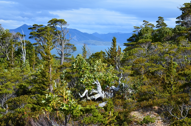 Monte Tarn - Wald mit Magellan-Südbuche, Chilenischer Flusszeder und Magellanscher Winterrinde © Sven Nürnberger